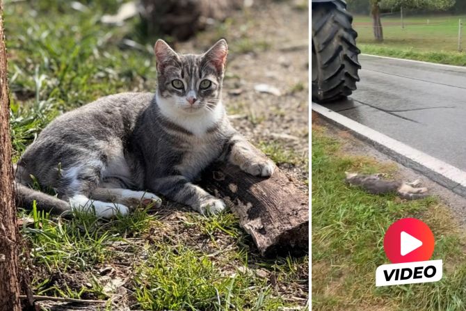 Eglisau Katze tot