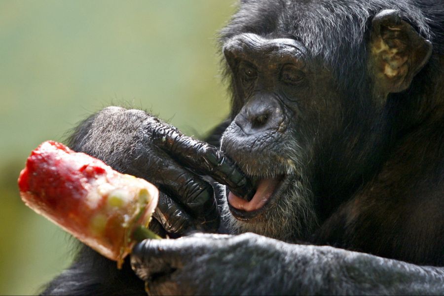 Die ursprünglichen Besitzer waren meist erwachsene Tiere, besonders Weibchen.
