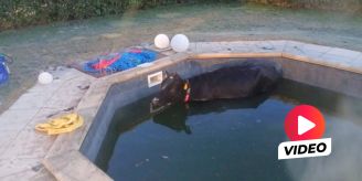 Rettungs-Aktion - Kuh landet an Fasnacht in Tessiner Swimming-Pool Rettungs-Aktion - Kuh landet an Fasnacht in Tessiner Swimming-Pool