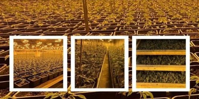 Eglisau: Illegale Indoor-Hanfanlage ausgehoben. Illegale Indoor-Hanfanlage