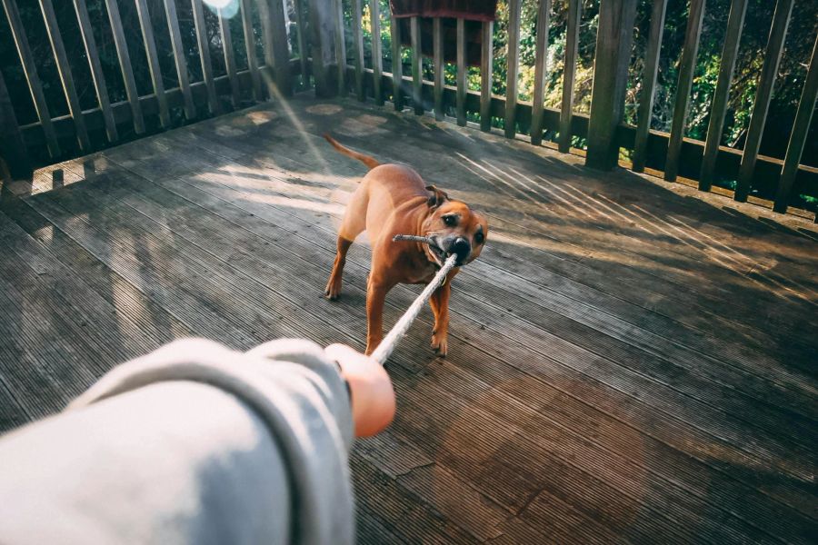 Seit 2017 müssen Halterinnen und Halter keinen obligatorischen Hundekurs mehr besuchen.