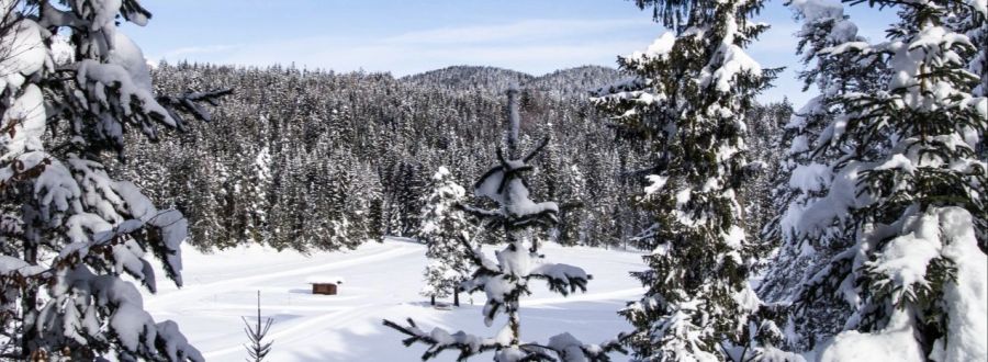 Wald Schnee Berge Winterlandschaft