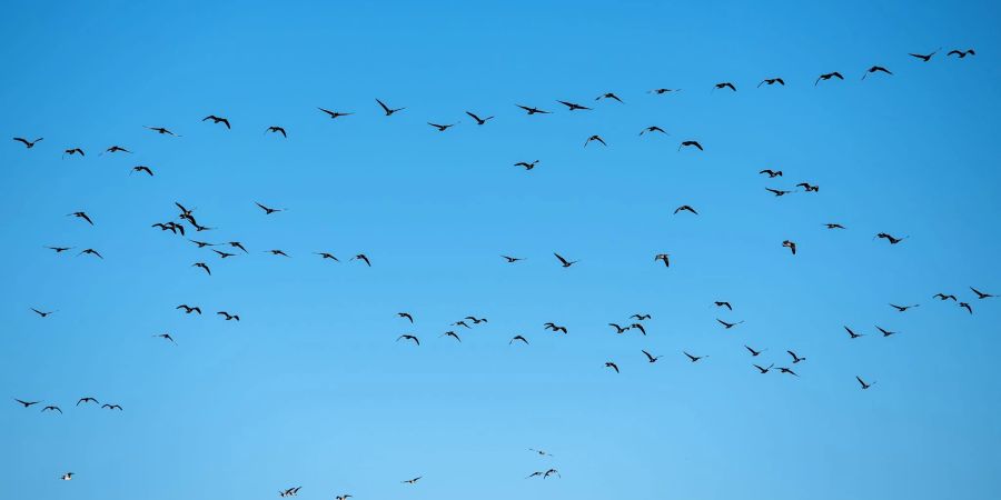 Derzeit grassiert die grösste je dokumentierte Vogelgrippewelle. (Symbolbild)