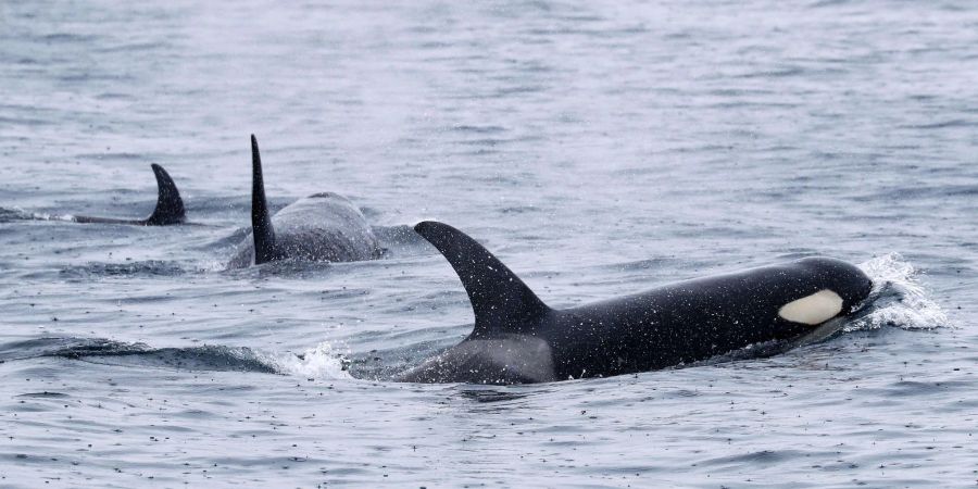 Orcas leben weltweit - wie hier bei Japan. Aber nur Tiere in der iberischen Region zeigen das mysteriöse Verhalten. (Archivbild)