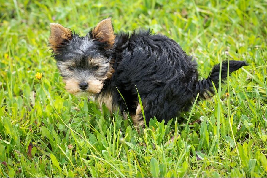 Hund auf Wiese