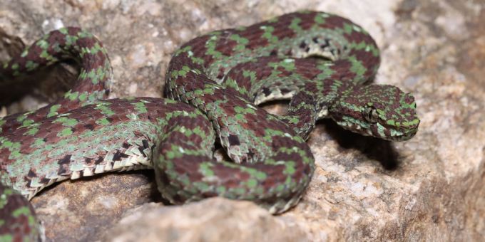 Eine grün-schwarze Grubenotter (Trimeresurus ciliaris) scheint Wimpern zu haben. Eine grün-schwarze Grubenotter (Trimeresurus ciliaris) scheint Wimpern zu haben.