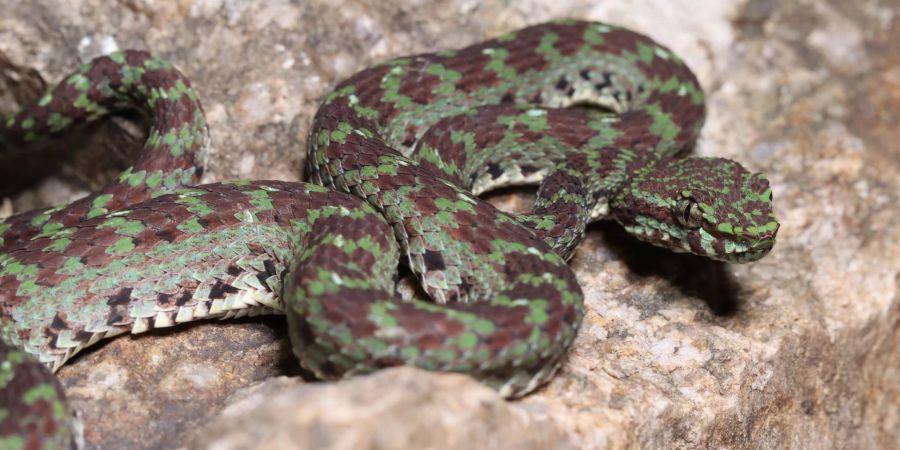 Eine grün-schwarze Grubenotter (Trimeresurus ciliaris) scheint Wimpern zu haben.