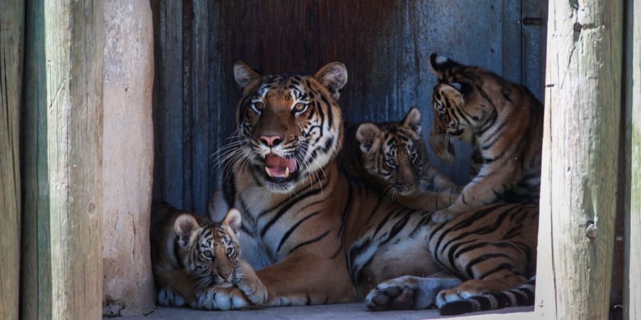 bengalischer Tiger