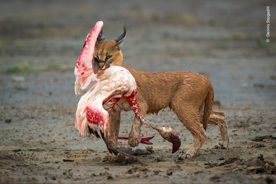 wildlife photographer