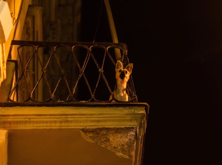 Hundewelpe Balkon ausgesperrt Tierquälerei