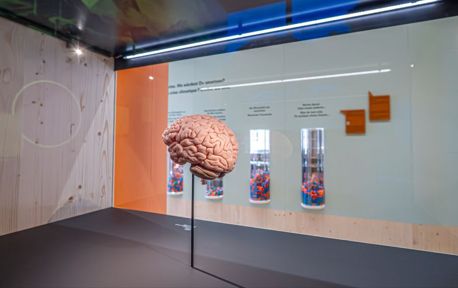 Museum Gehirn Ausstellung