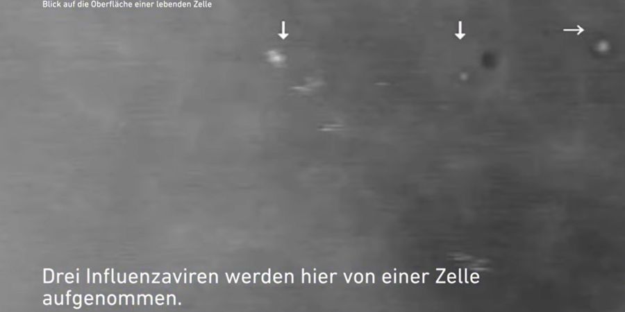 Hier gibt es den Blick auf die Oberfläche einer lebenden Zelle. Zu sehen ist, wie drei Influenzaviren von einer Zelle aufgenommen werden.
