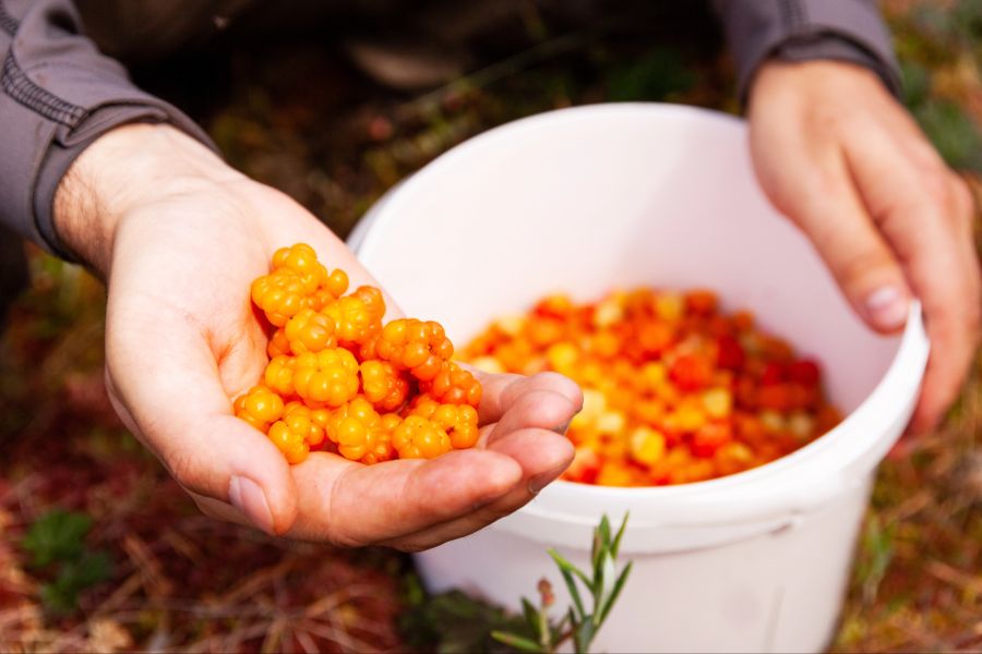 Moltebeeren