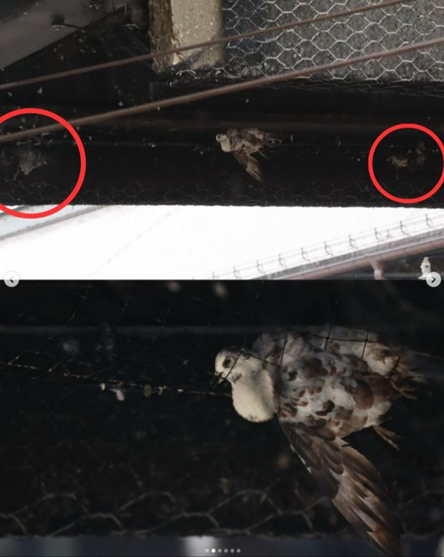 Der Verein Stadttauben postete Fotos von Tauben, die dort in einem Vergrämungsnetz hängen blieben und starben.