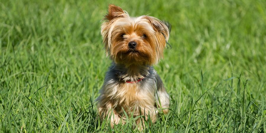 Hund Haltebewilligung entzogen Wohnung