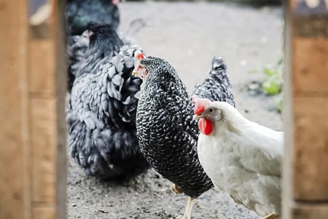 Huhn Hühner Vogelgrippe
