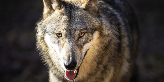 Nahaufnahme eines Wolfes