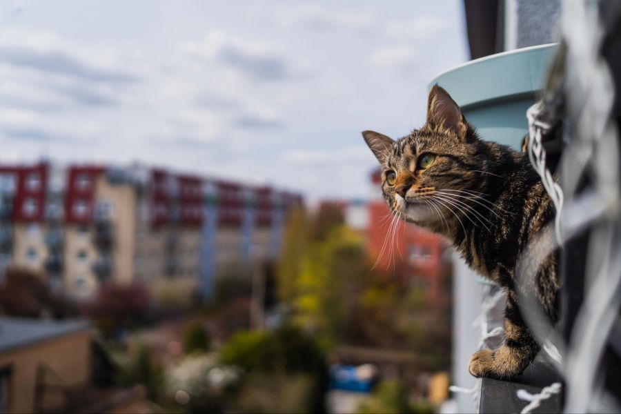 katzen gefahren