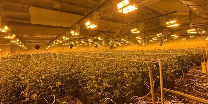 Indoor-Hanfanlage in Nürensdorf.