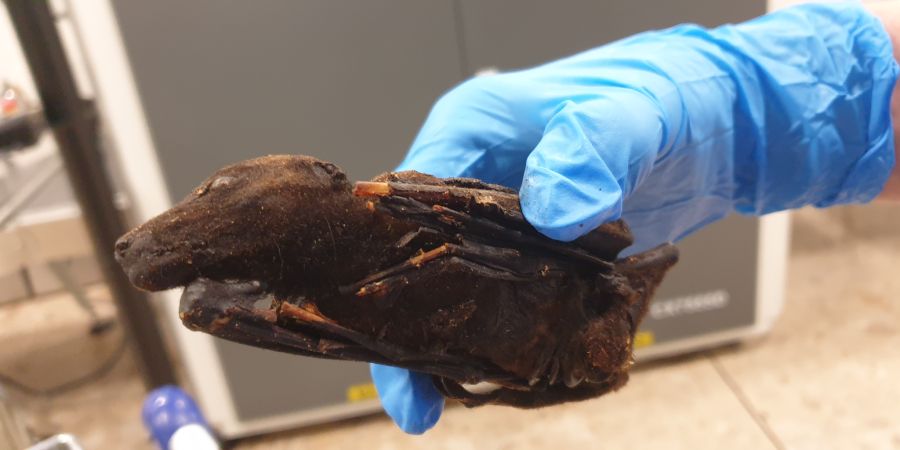 Ausgerechnet im Corona-Jahr 2020 versuchte ein Angolaner am Flughafen Genf, unter anderem tote Fledermäuse am Zoll vorbeizuschmuggeln.