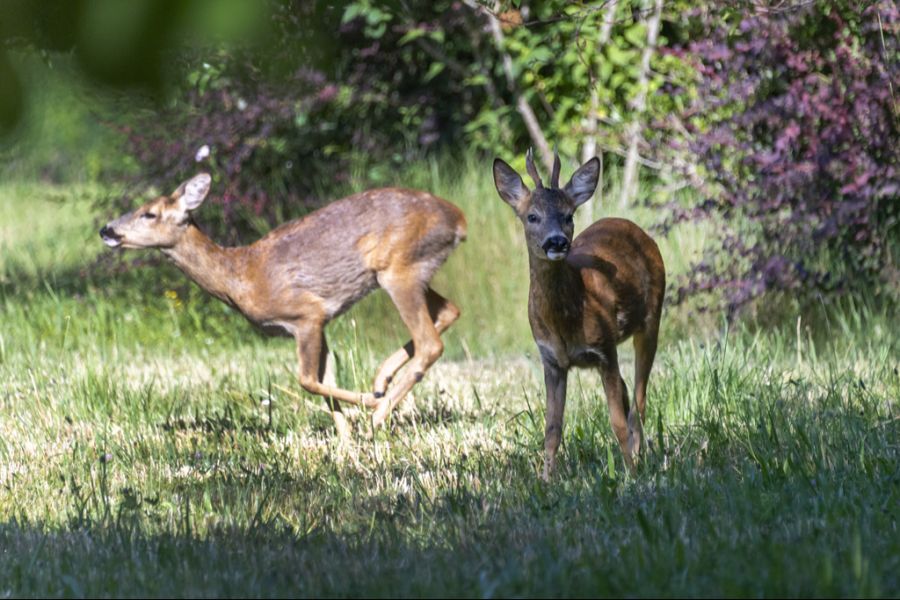 Sowohl Rehe ... (hier auf dem Friedhof Hörnli in Riehen bei Basel)