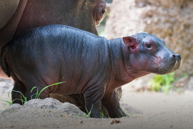 Baby-Flusspferd