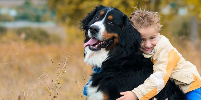 Der Berner Sennenhund ist bestens als Familienhund geeignet. Kind umarmt Hund