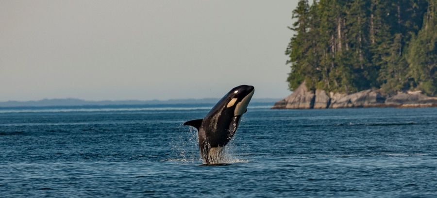 Orcas, auch Killerwale genannt, sind nach dem Naturschutzgesetz als Wale klassifiziert.