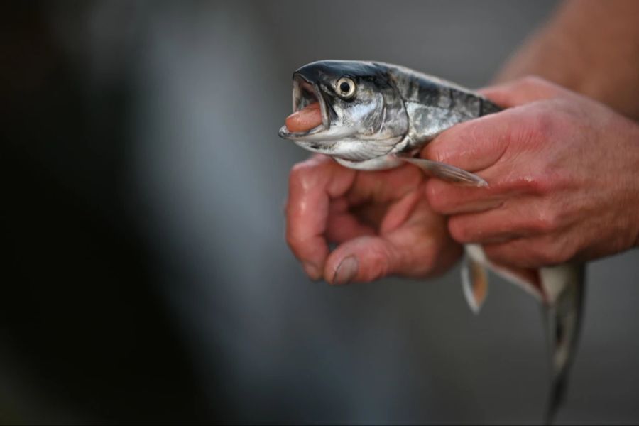 felchen aussterben bodensee fischerei