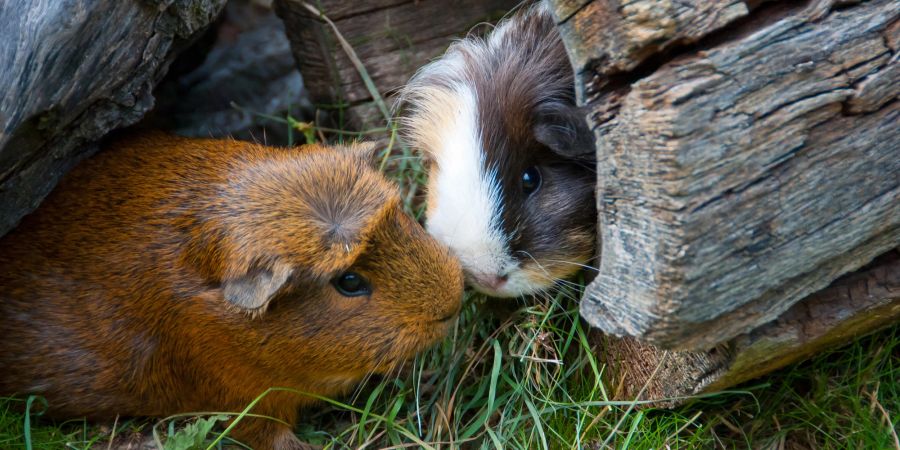 Meerschweine sitzen im Gras