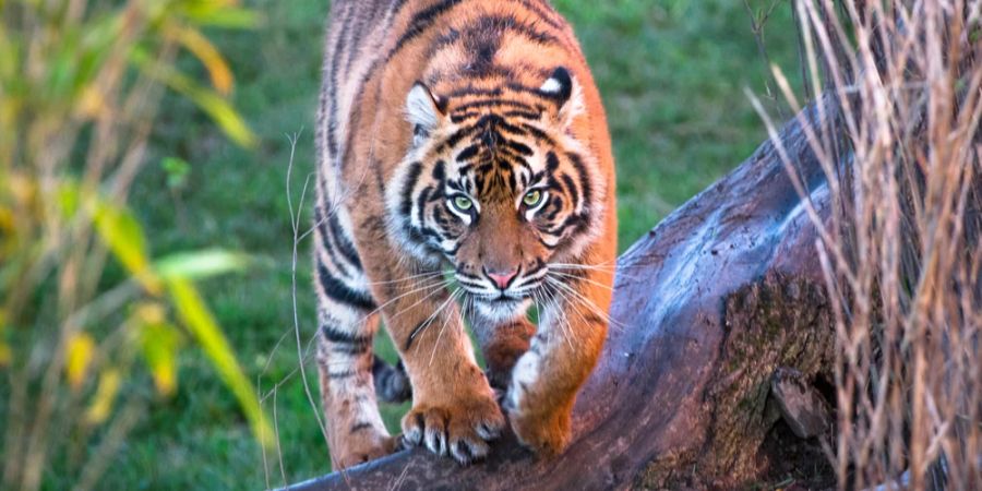 Tiger Fokus anvisieren läuft