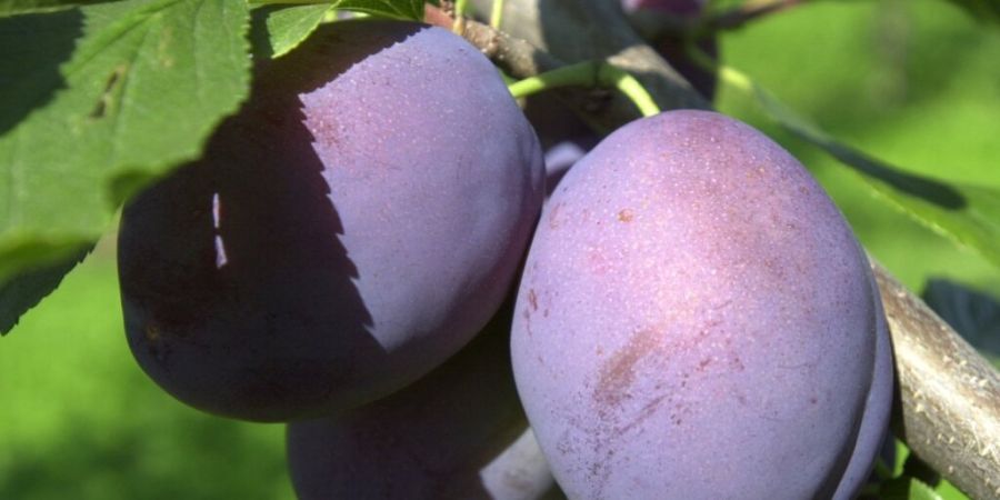 Die zahlreichen Sonnenstunden der vergangenen Wochen hätten für einen hohen Zuckergehalt und ein ausgewogenes Aroma in den Zwetschgen gesorgt, teilt der Schweizer Obstverband mit. (Ar...
