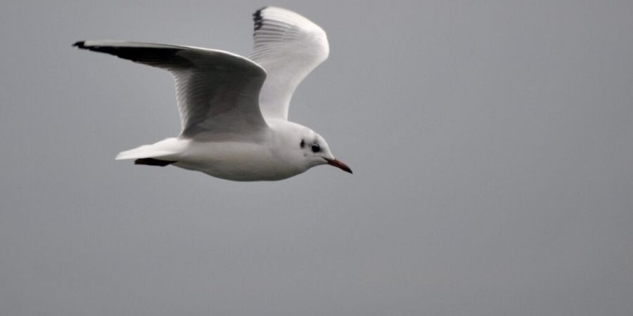 Dänemark erlebt eine Möwenplage: Manches Restaurant stellt inzwischen Mitarbeiter ab, um die Vögel von Gästen im Aussenbereich fernzuhalten. (Archivbild)