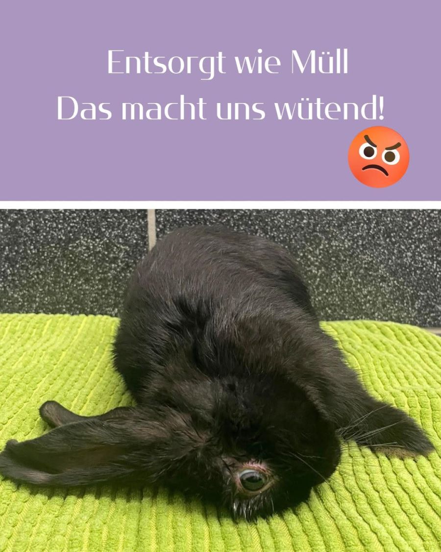 Schäublis Tierklinik macht auch in ihrem Facebook-Post klar, dass sie das Aussetzen von Tieren verurteilt. Das Chüngeli sei «entsorgt» worden «wie Müll».