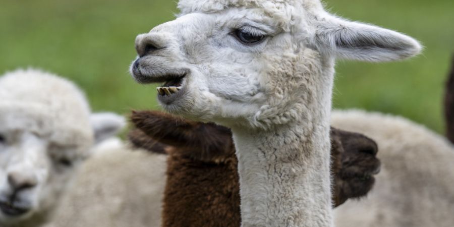 Ein Besuch bei Alpakas gehört zu den beliebten Ferienangeboten für Kinder und Jugendliche im Kanton Zürich. (Symbolbild)