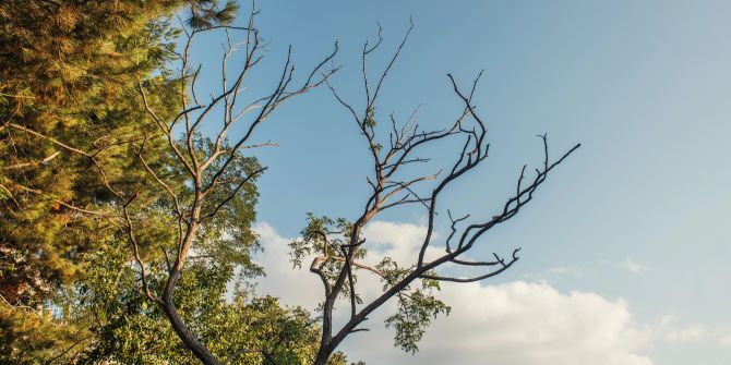 Ast Baum Trockenheit Astbruch