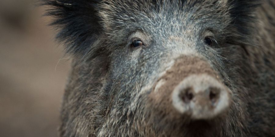 In Italien gibt es seit Jahren erhebliche Probleme mit Wildschweinen, besonders für Landwirte. (Archivbild)
