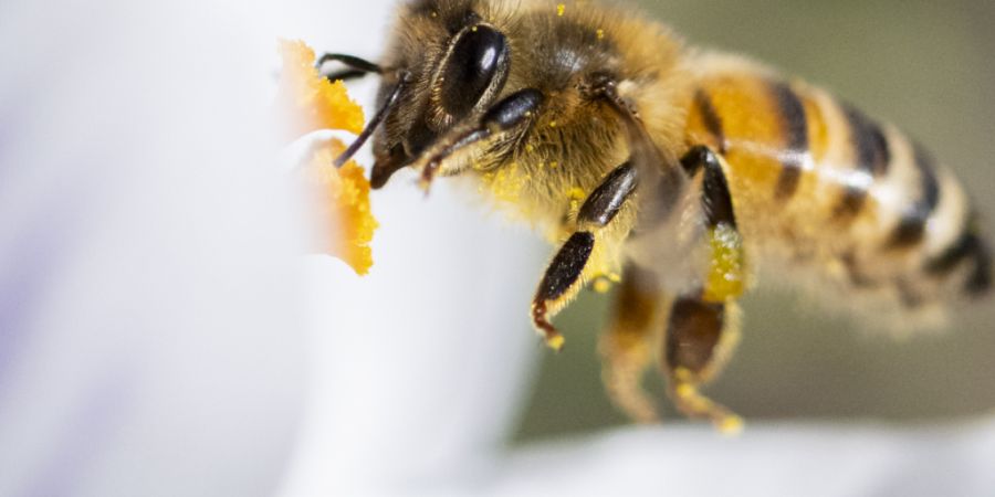 In einem Bienenstock in Waldenburg BL ist die Sauerbrut ausgebrochen. Die Behörden errichteten eine Sperrzone. (Symbolbild)