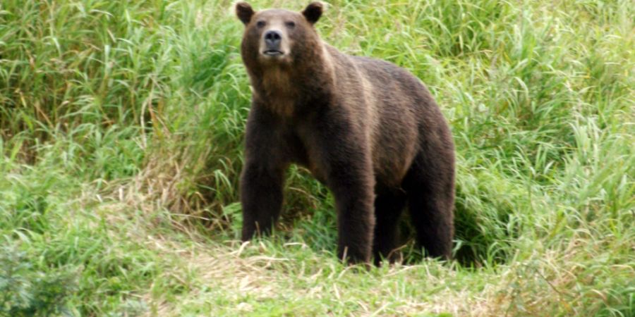 ARCHIV - Ein Kamtschatka-Braunbär steht in der Nähe des Ufers. Foto: Ulf Mauder/dpa