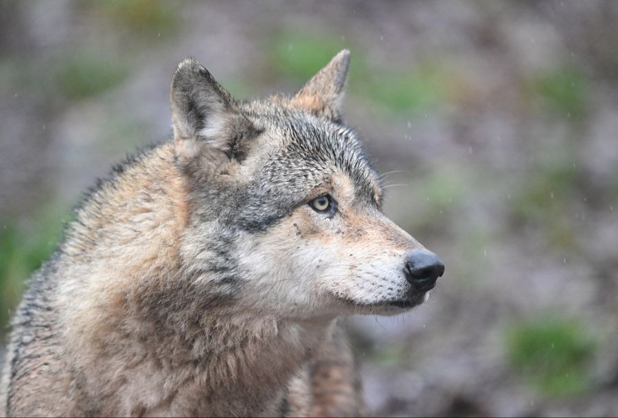 In Italien tötete ein Wolf kürzlich einen Familienhund.