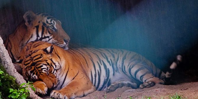 tiger