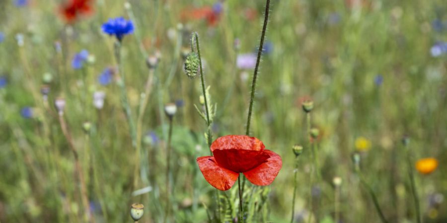 Wie kann man die Biodiversität erhalten? Am Weltbiodiversitätsforum in Davos suchen ab Sonntag über 1000 Fachleute nach Lösungen. (Symbolbild)