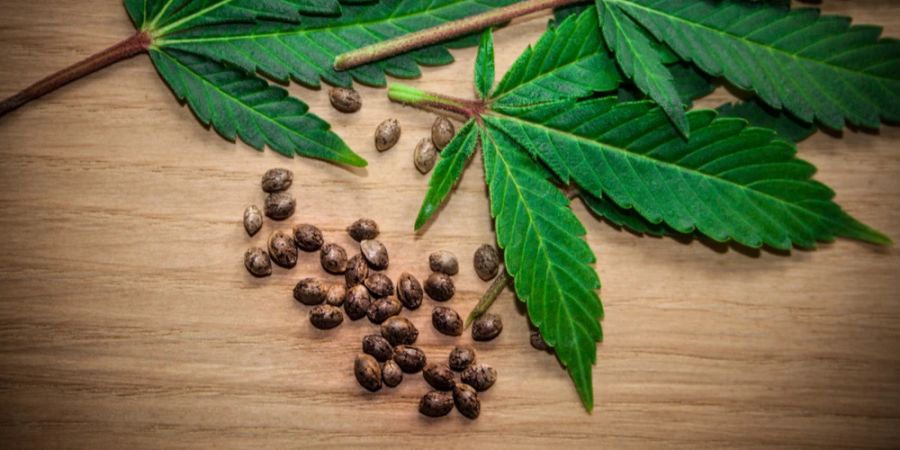 Hanfsamen Holztisch Blätter Cannabispflanze