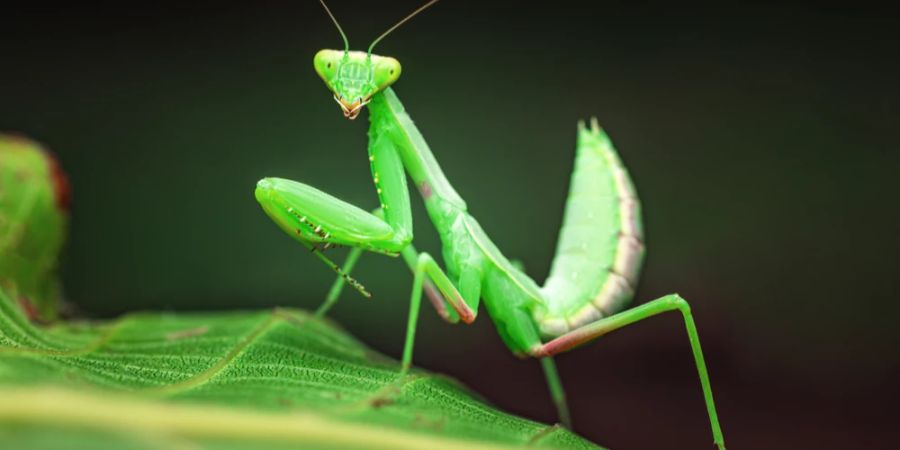 Mantis Poträtfoto grün Blatt