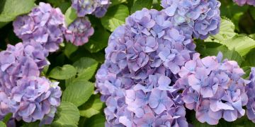 Nahaufnahme Hortensie