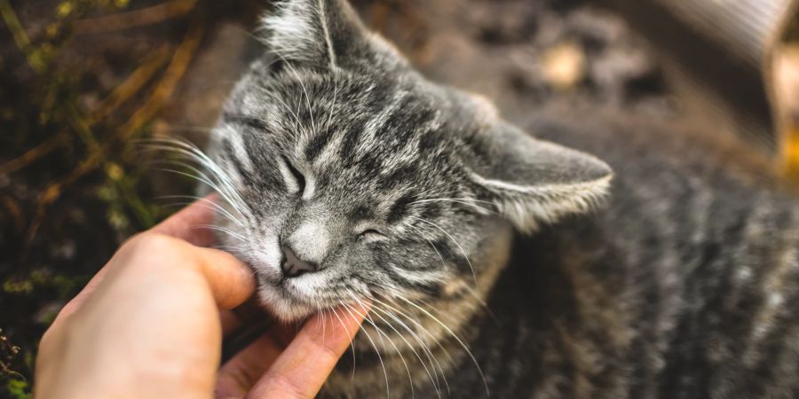 Katze wird gestreichelt