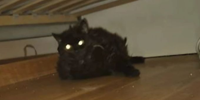 Dieses Büsi ist einer Zürcher Familie zugelaufen. Doch statt den Fall zu melden, hat sie das Tier auf Tutti inseriert. Katze