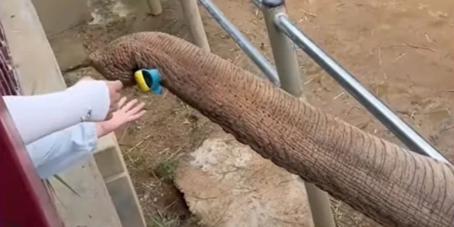 elefant schuh zoo china