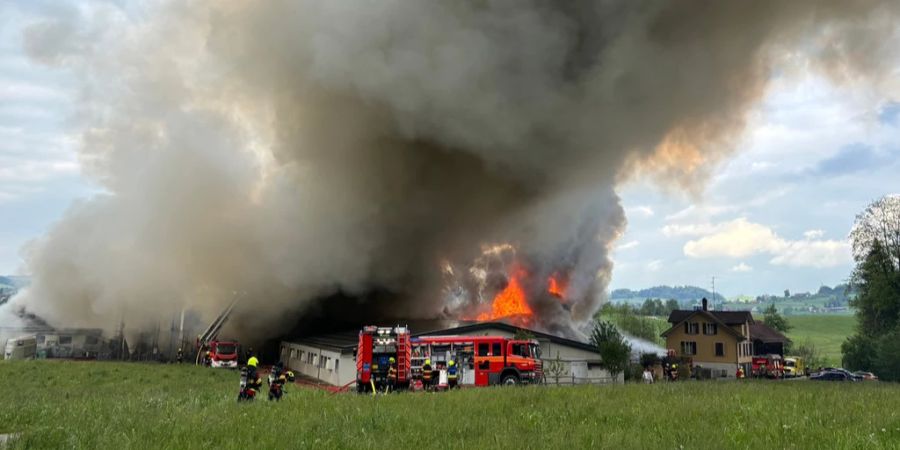 brand 800 schweine