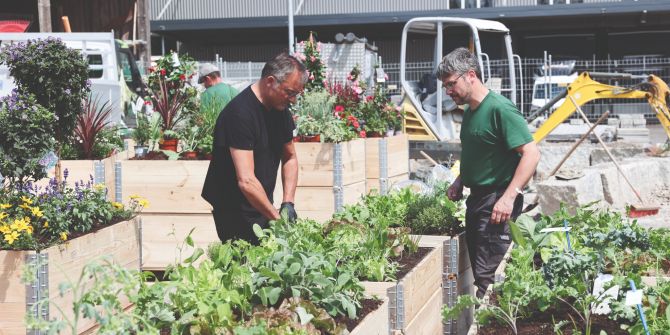 Blumenboxen Pflanzen